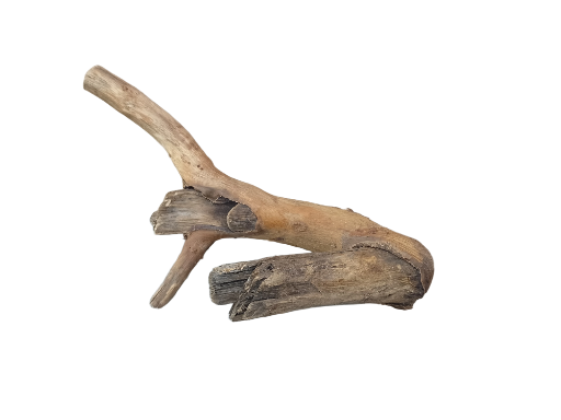 Driftwood for Aquarium original Teak wood Small Branch 20 cm Height 