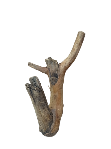 Driftwood for Aquarium original Teak wood Small Branch 20 cm Height 