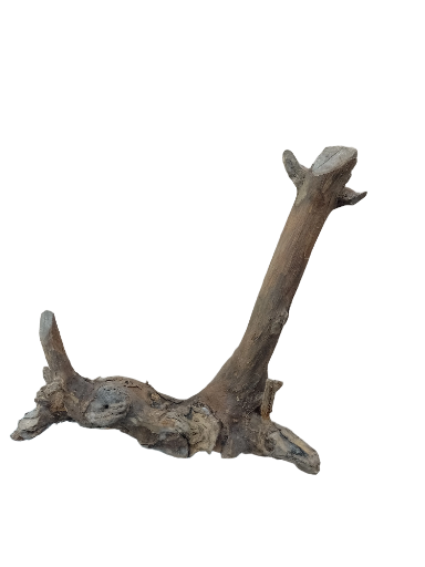 Driftwood for Aquarium original Teak wood Small Branch 25 cm Height