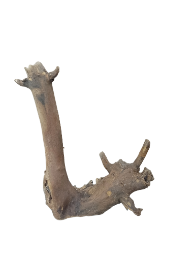 Driftwood for Aquarium original Teak wood Small Branch 25 cm Height