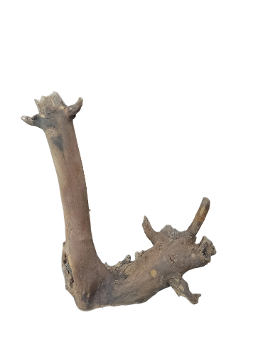 Driftwood for Aquarium original Teak wood Small Branch 25 cm Height