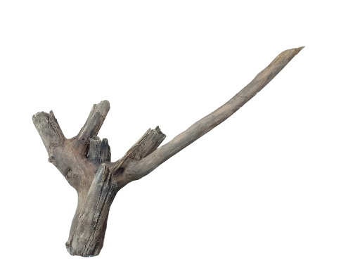 Driftwood for Aquarium original Teak wood Small Branch 20 cm long 