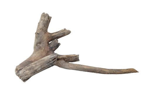 Driftwood for Aquarium original Teak wood Small Branch 20 cm long 