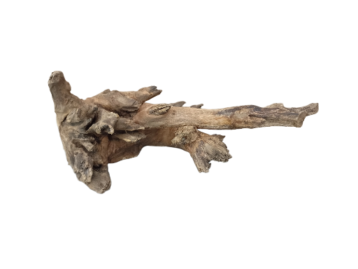 Driftwood for Aquarium original Teak wood Small Branch 20 cm long 