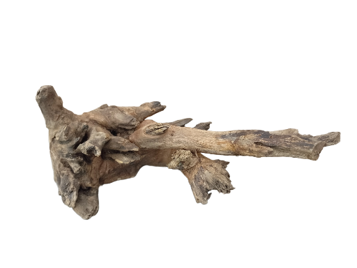 Driftwood for Aquarium original Teak wood Small Branch 20 cm long 