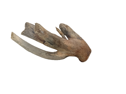 Driftwood for Aquarium original Teak wood Small Branch 20 cm long 