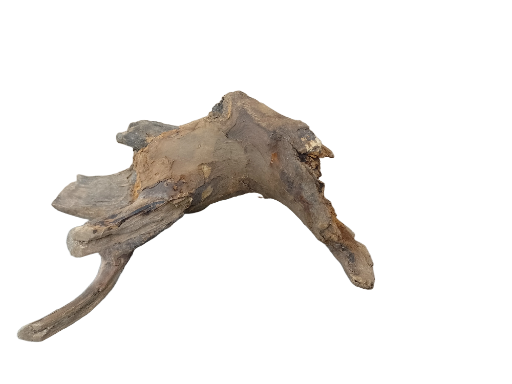 Driftwood for Aquarium original Teak wood Small Branch 20 cm long 