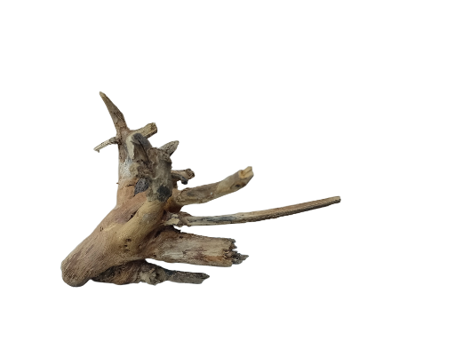 Driftwood for Aquarium original Teak wood Small Branch 15 cm long 