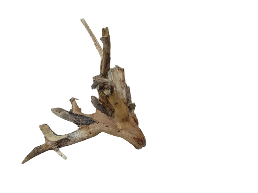 Driftwood for Aquarium original Teak wood Small Branch 15 cm long 
