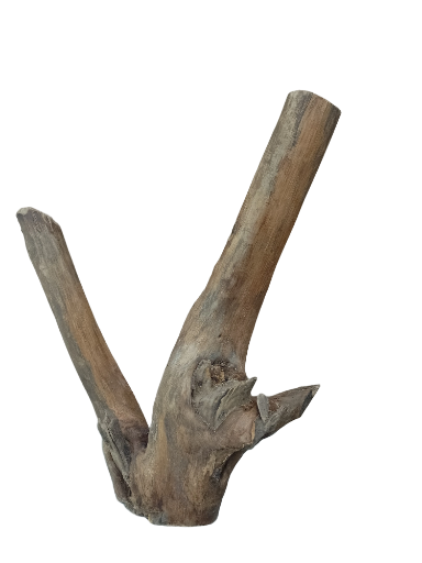 Driftwood for Aquarium original Teak wood Small Branch 20 cm Height 