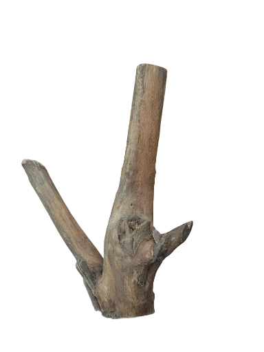 Driftwood for Aquarium original Teak wood Small Branch 20 cm Height 