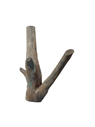 Driftwood for Aquarium original Teak wood Small Branch 20 cm Height 