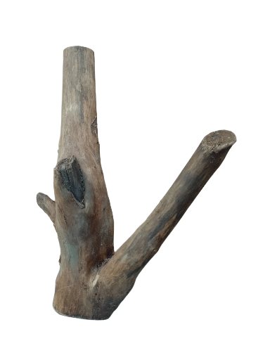 Driftwood for Aquarium original Teak wood Small Branch 20 cm Height 