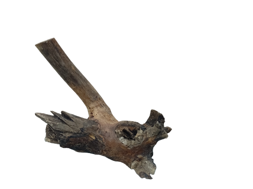 Driftwood for Aquarium original Teak wood Small Branch 20 cm long 