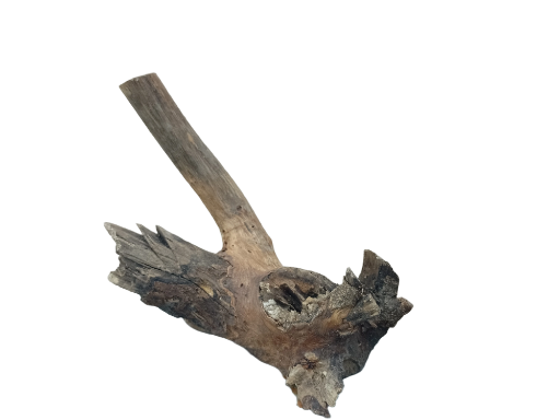 Driftwood for Aquarium original Teak wood Small Branch 20 cm long 