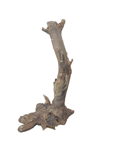 Driftwood for Aquarium original Teak wood Small Branch 25 cm Height