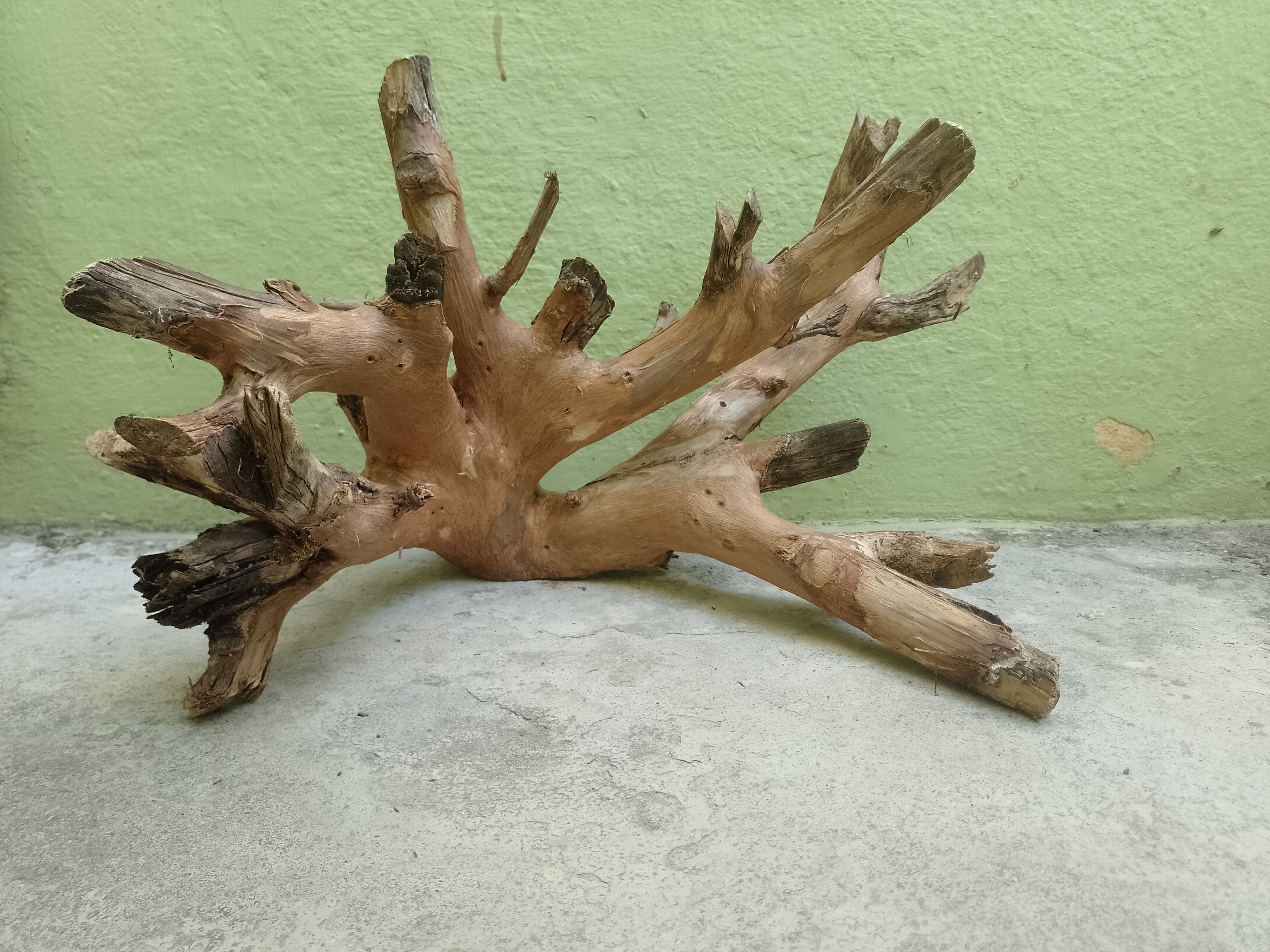 Decorative Teak Driftwood Piece 50 cm long and 2 Kg weight 