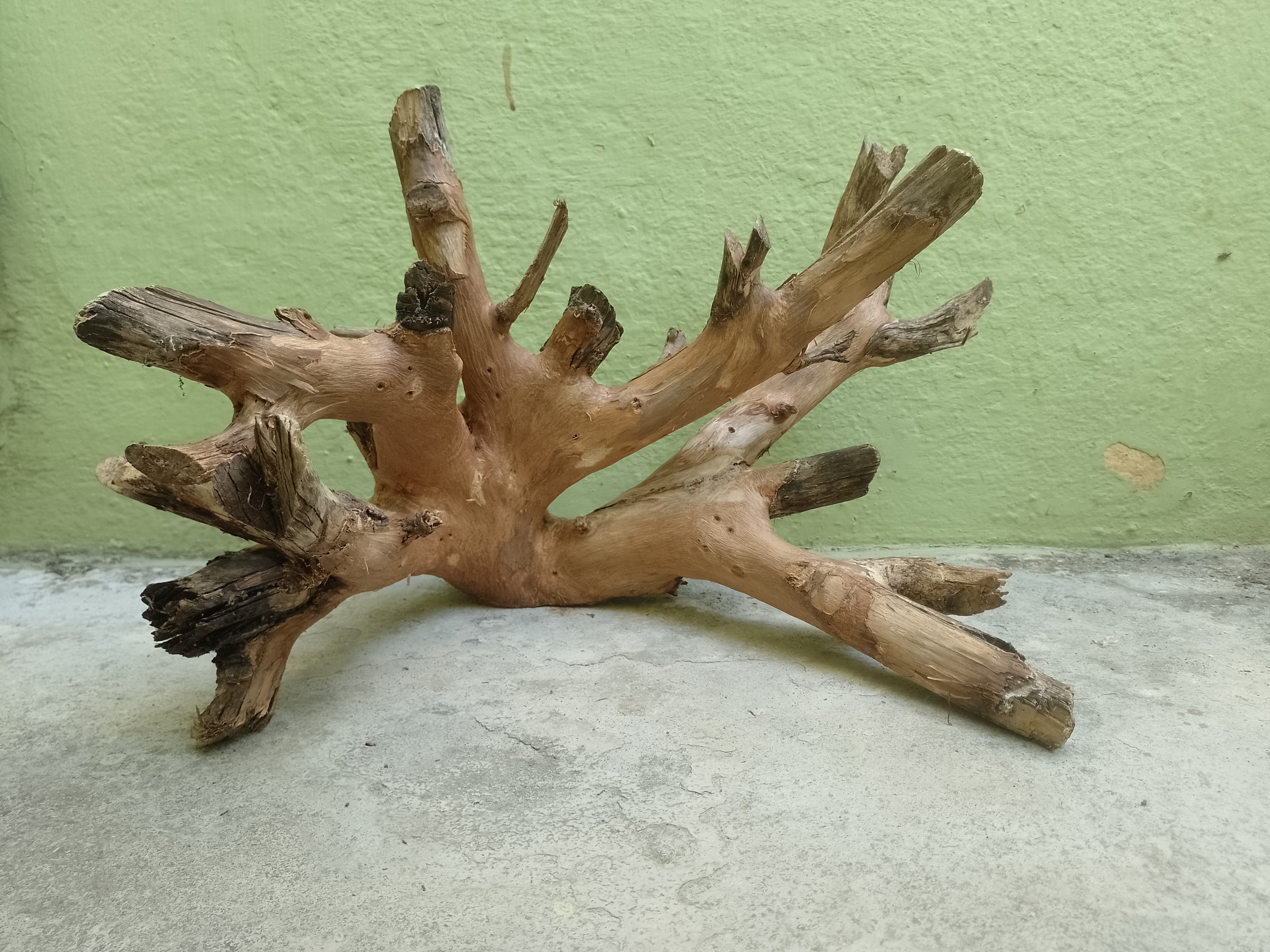 Decorative Teak Driftwood Piece 50 cm long and 2 Kg weight 