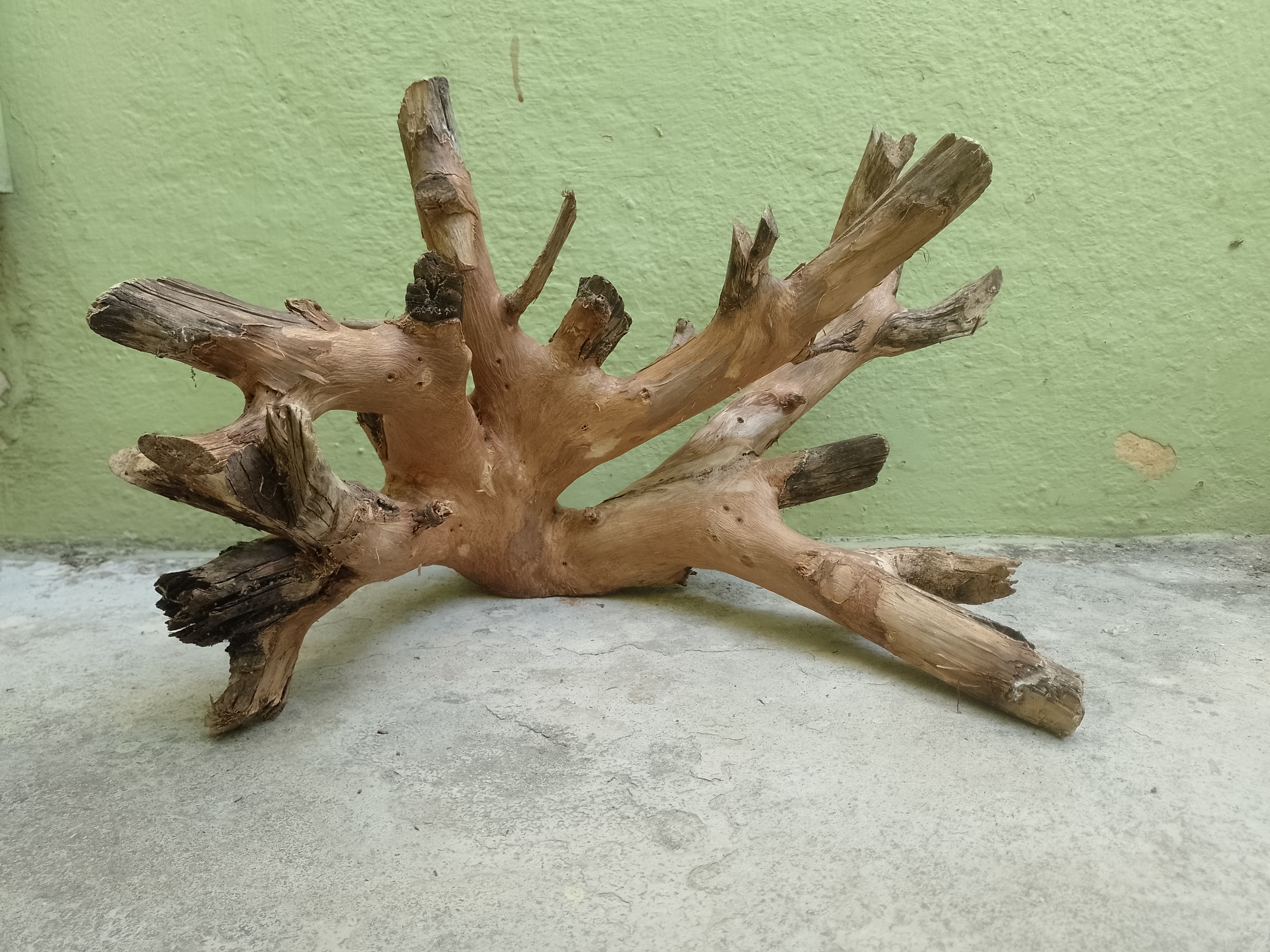Decorative Teak Driftwood Piece 50 cm long and 2 Kg weight 