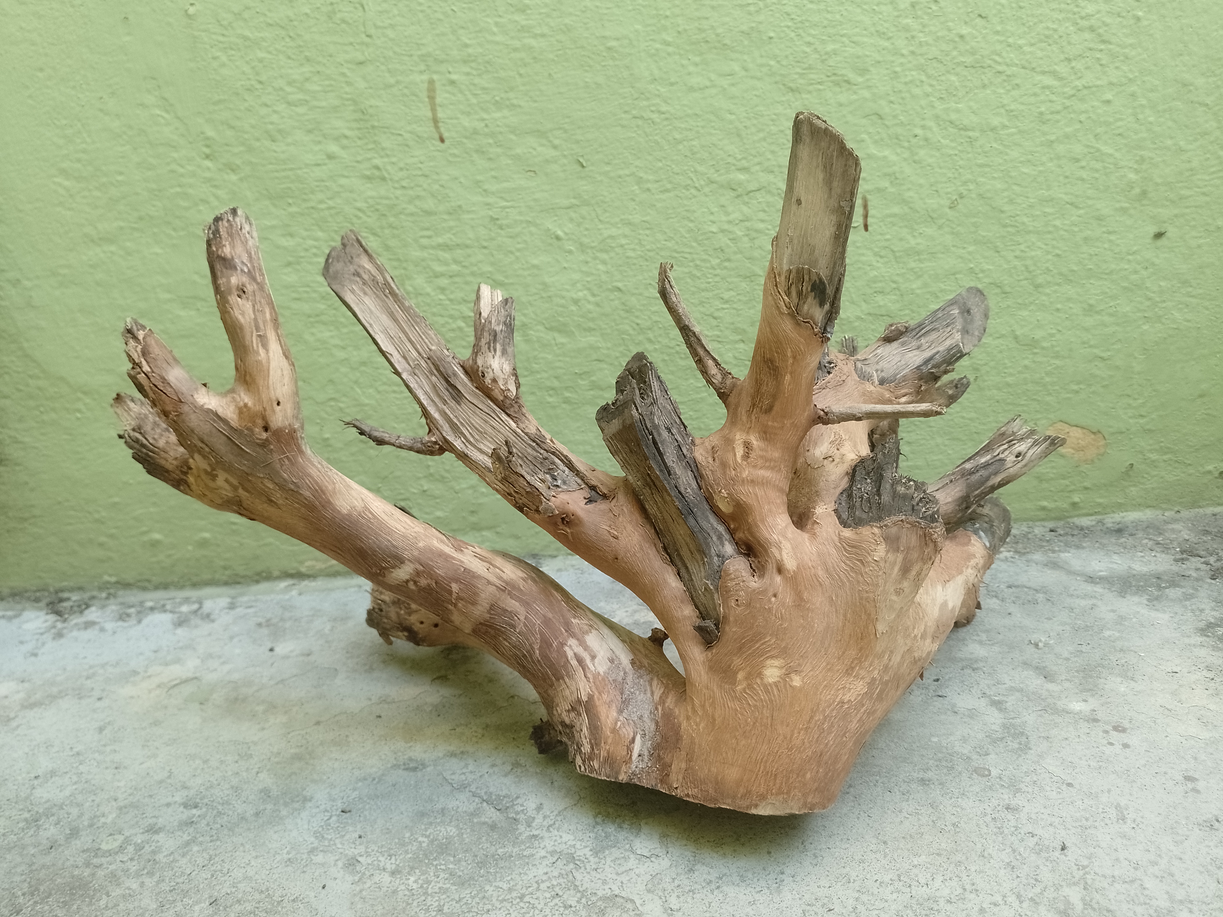 Decorative Teak Driftwood Piece 50 cm long and 2 Kg weight 