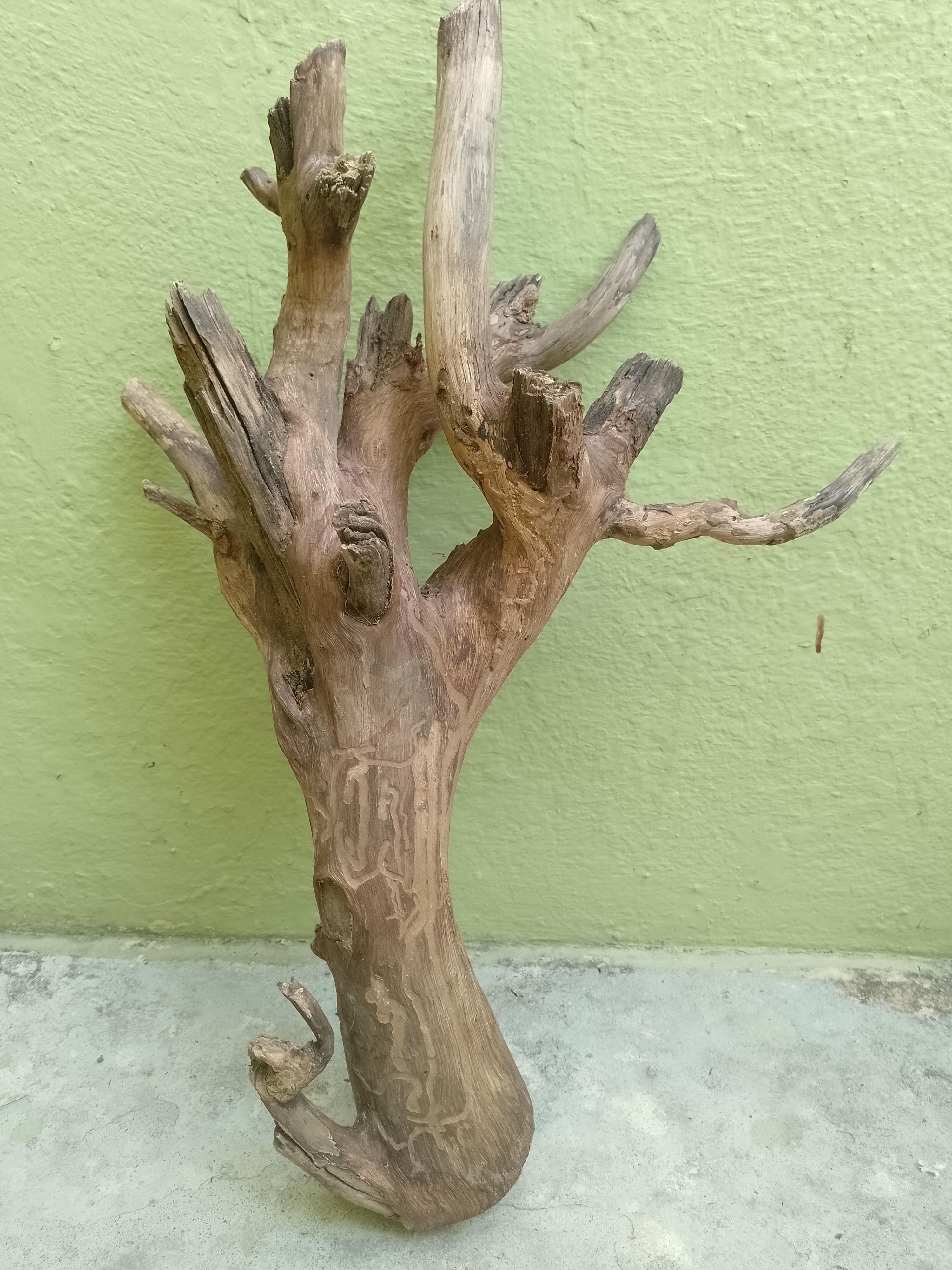 Teak Driftwood Piece  54 CM Height 