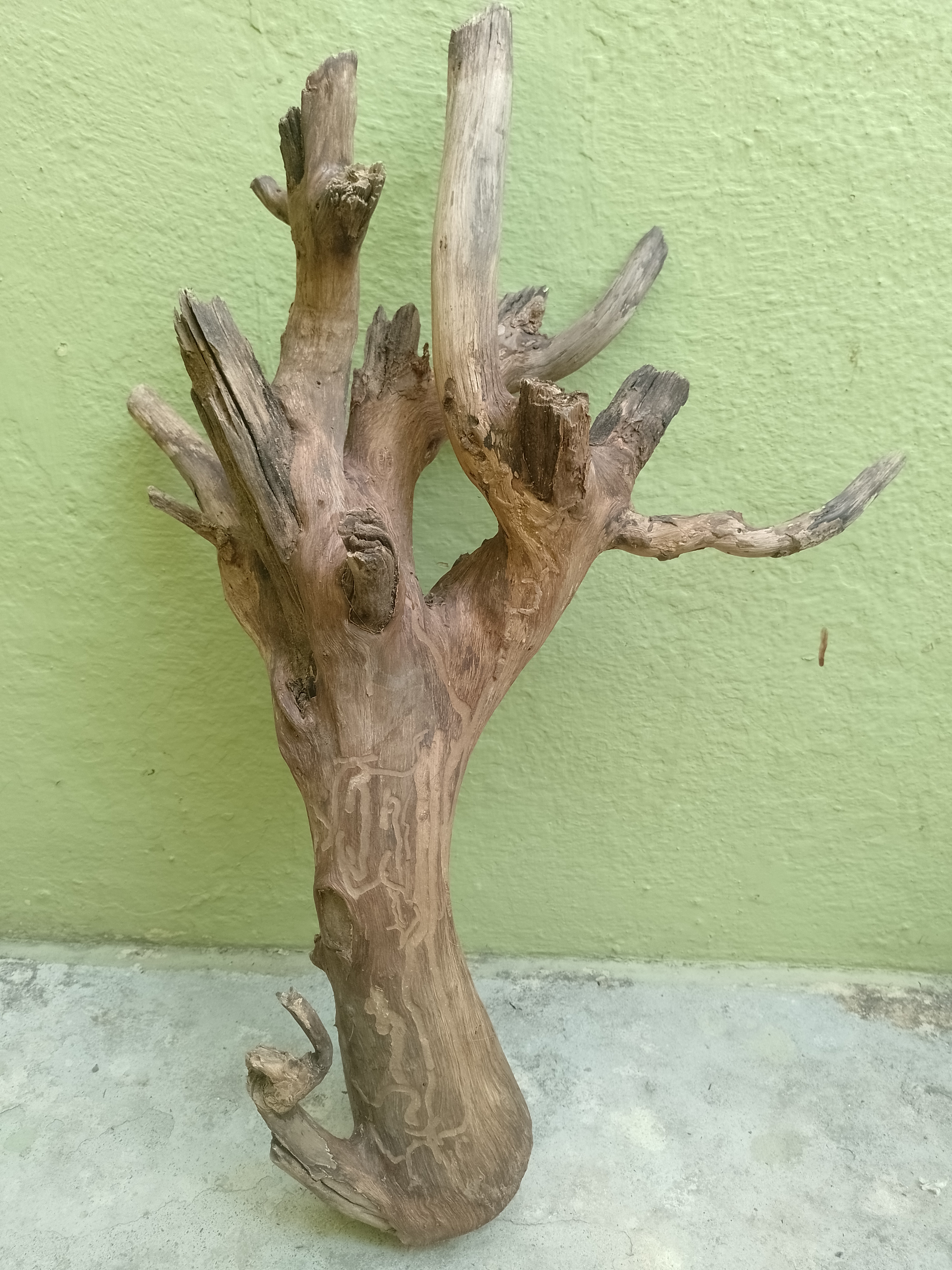 Teak Driftwood Piece  54 CM Height 