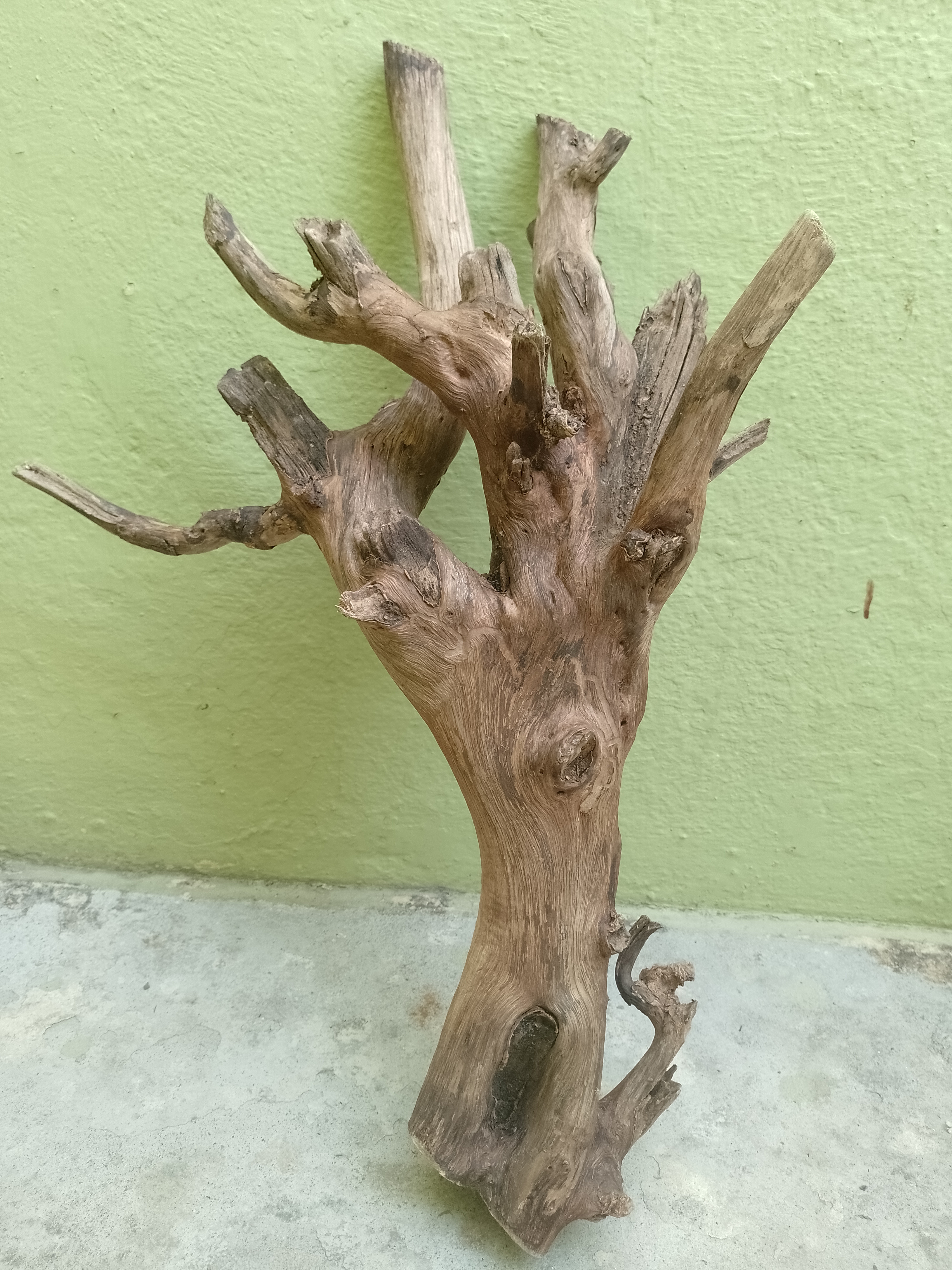 Teak Driftwood Piece  54 CM Height 