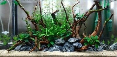 Driftwood for Aquarium Root style Driftwood Sticks 5 Pieces 25 Cm Long each Sticks (Random shape)