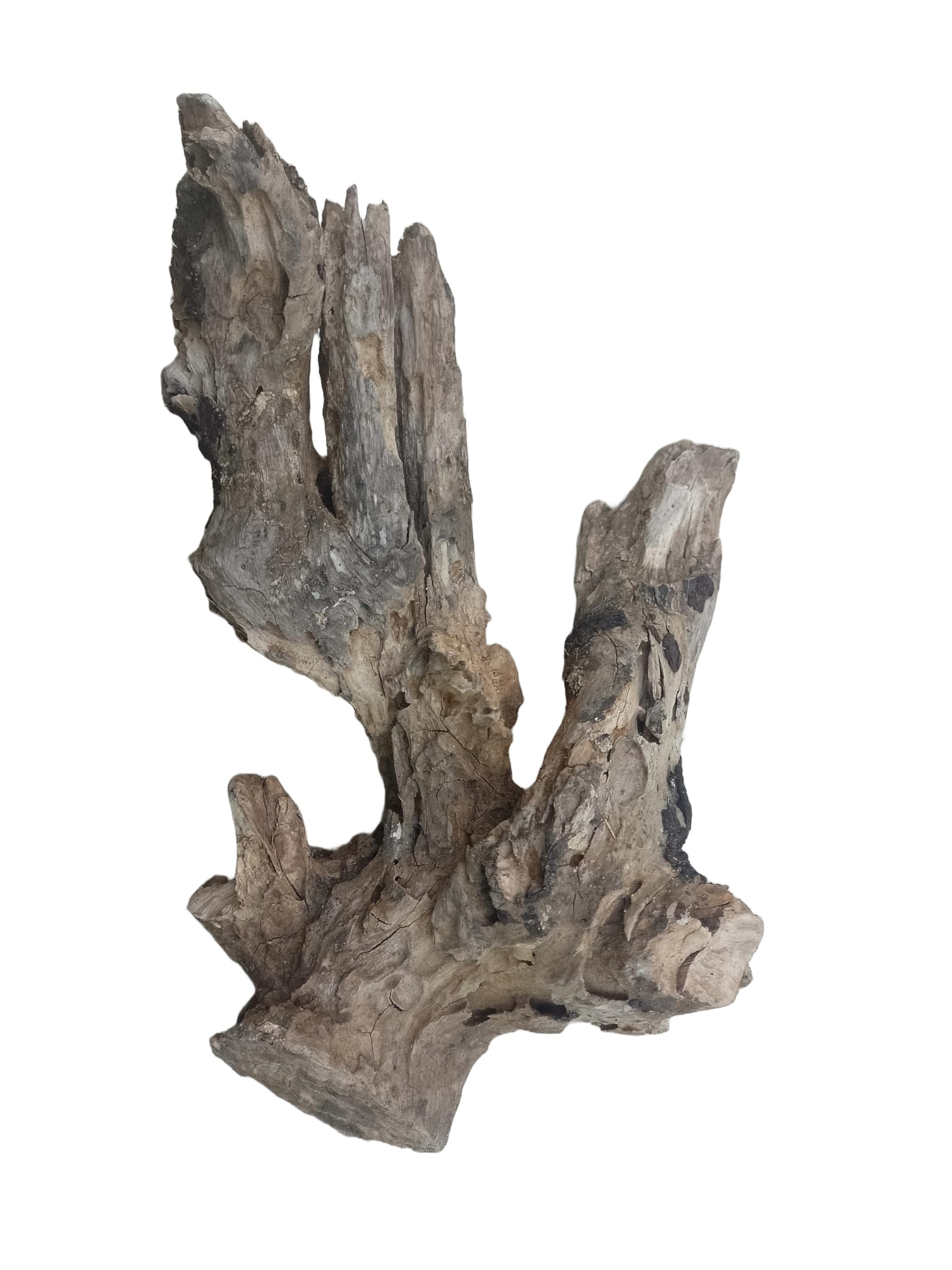 Driftwood For Aquarium Old Teak rotten piece 25 CM long