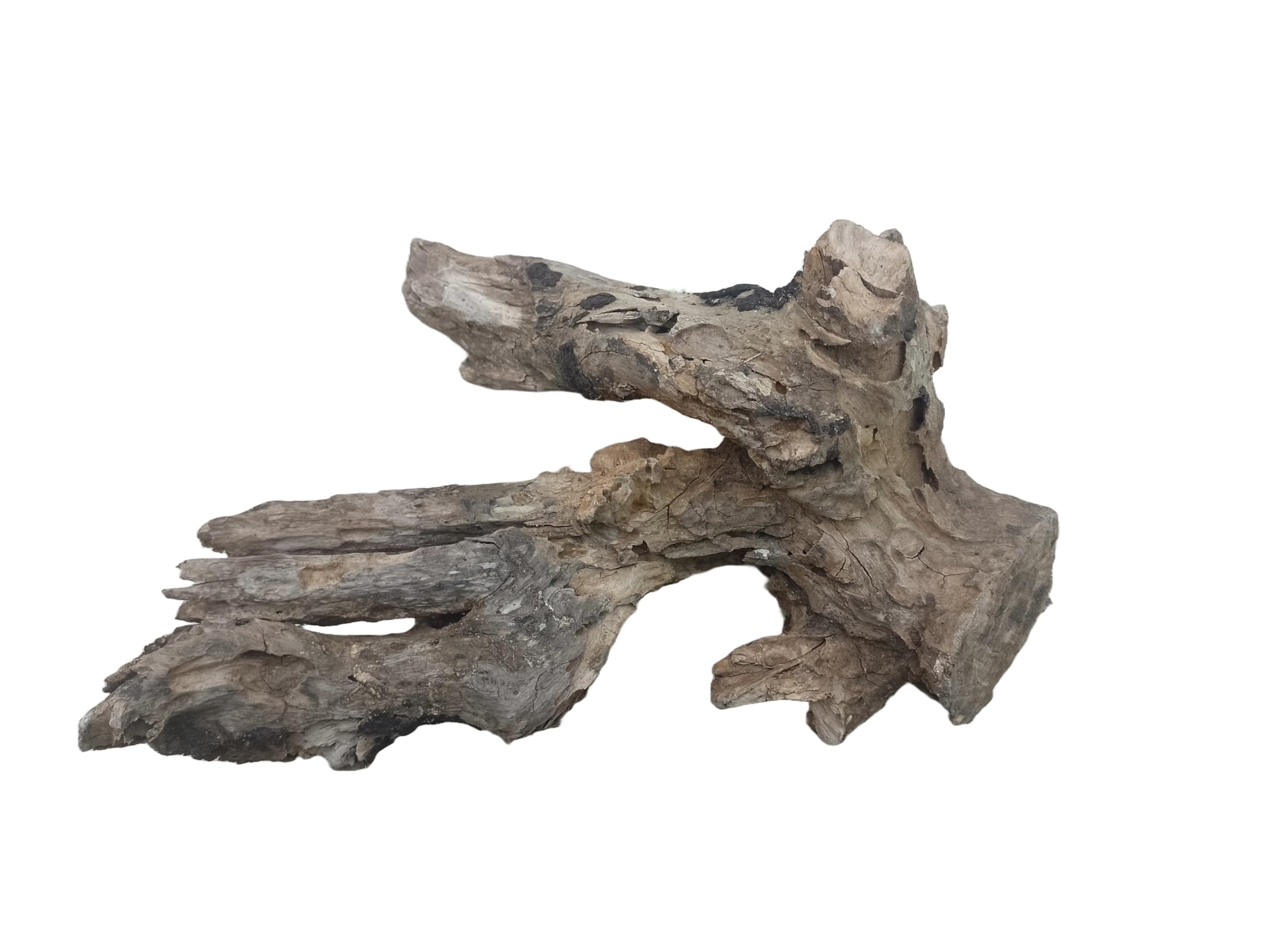 Driftwood For Aquarium Old Teak rotten piece 25 CM long