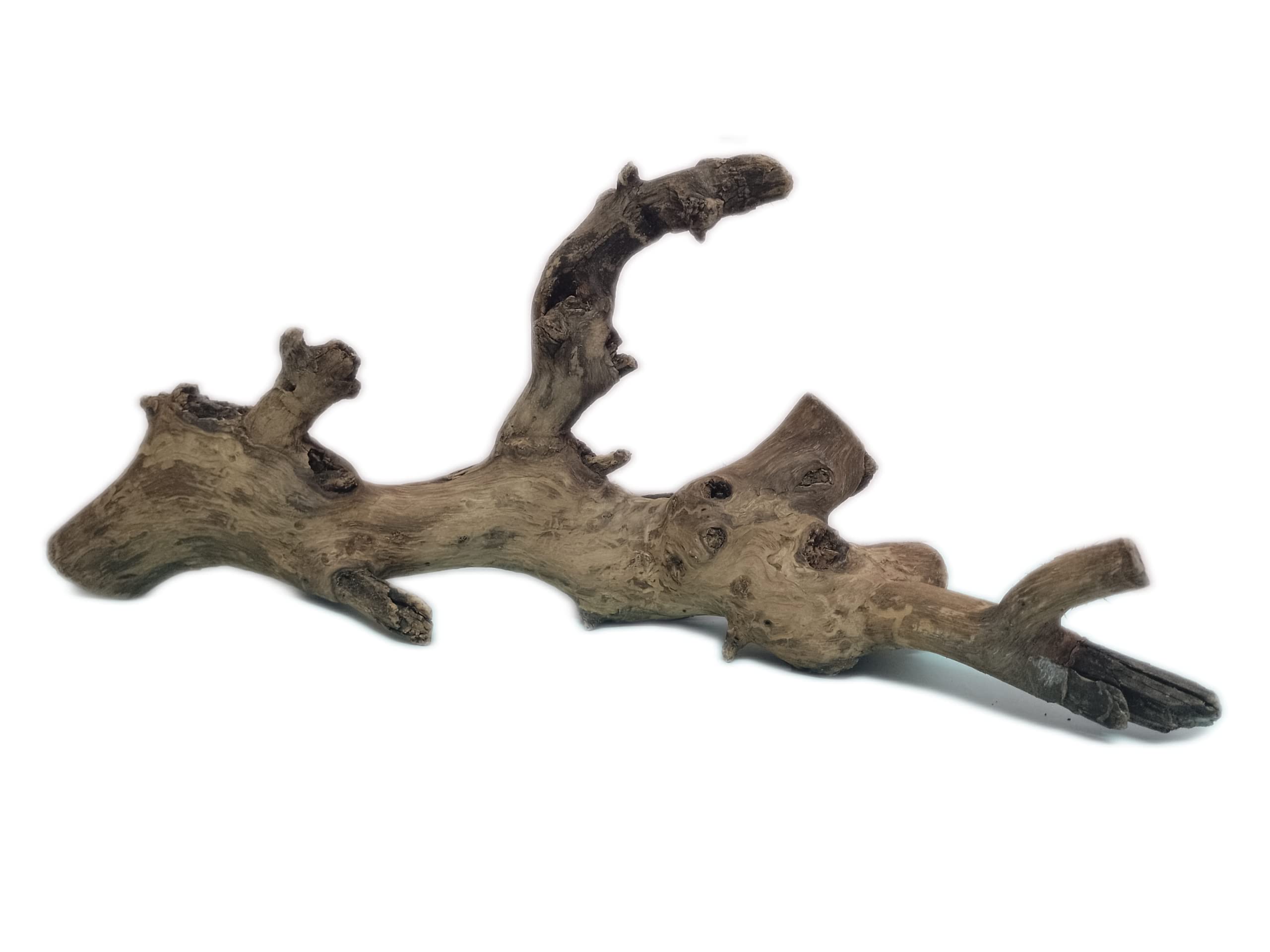 Driftwood for Aquarium Original Teak Wood 60 Cm Long Suitable for Large tank (Random shape)