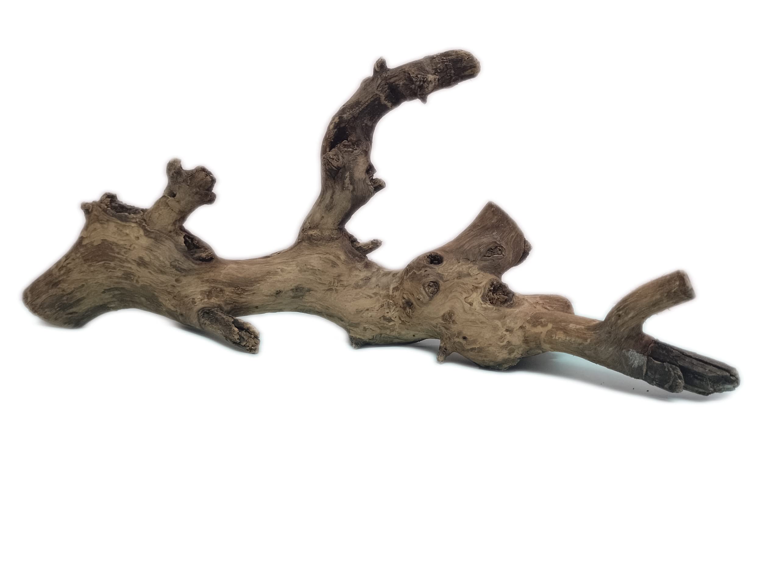 Driftwood for Aquarium Original Teak Wood 60 Cm Long Suitable for Large tank (Random shape)
