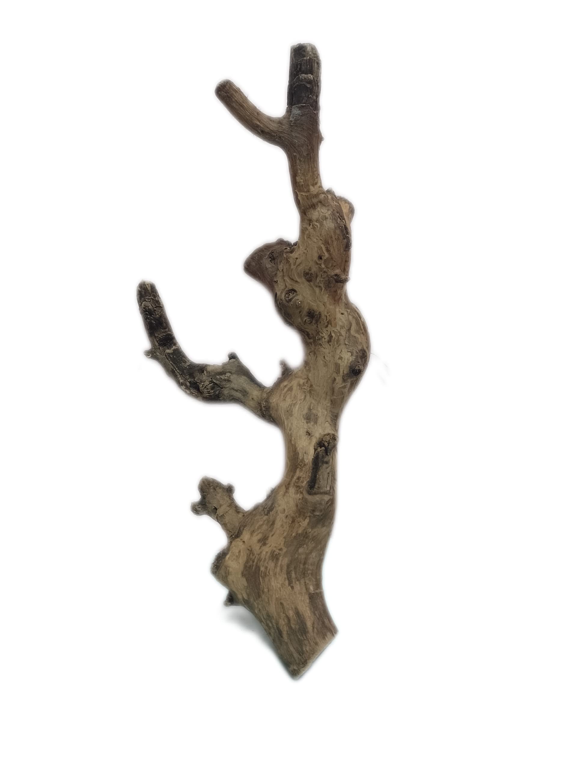 Driftwood for Aquarium Original Teak Wood 60 Cm Long Suitable for Large tank (Random shape)