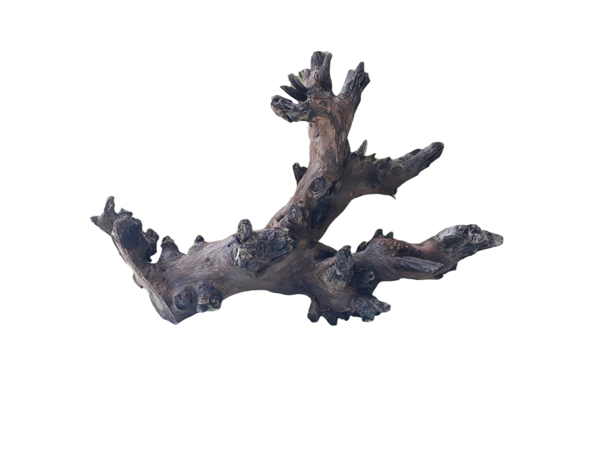 Driftwood For Aquarium Original Teak Wood 30 CM Long Dragon wings (Similar shape)
