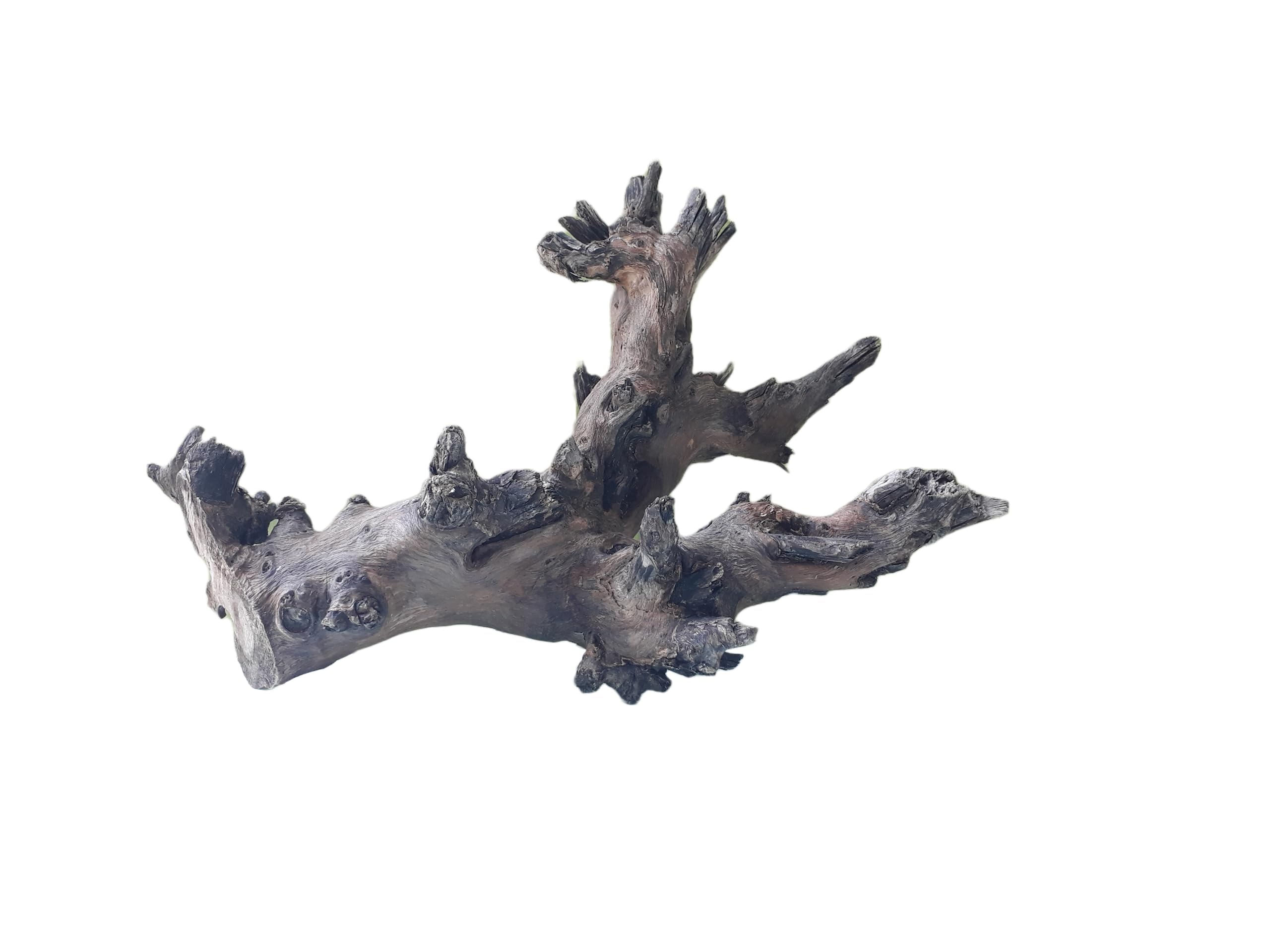 Driftwood For Aquarium Original Teak Wood 30 CM Long Dragon wings (Similar shape)