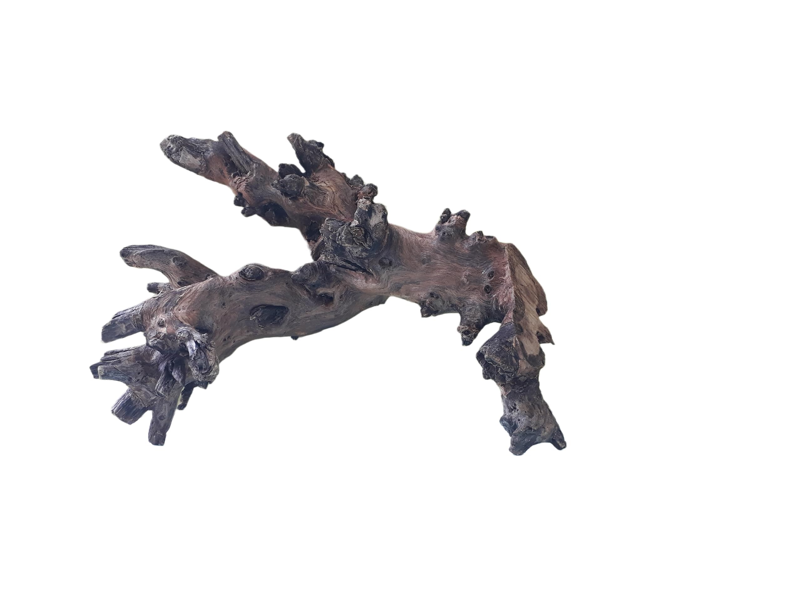 Driftwood For Aquarium Original Teak Wood 30 CM Long Dragon wings (Similar shape)