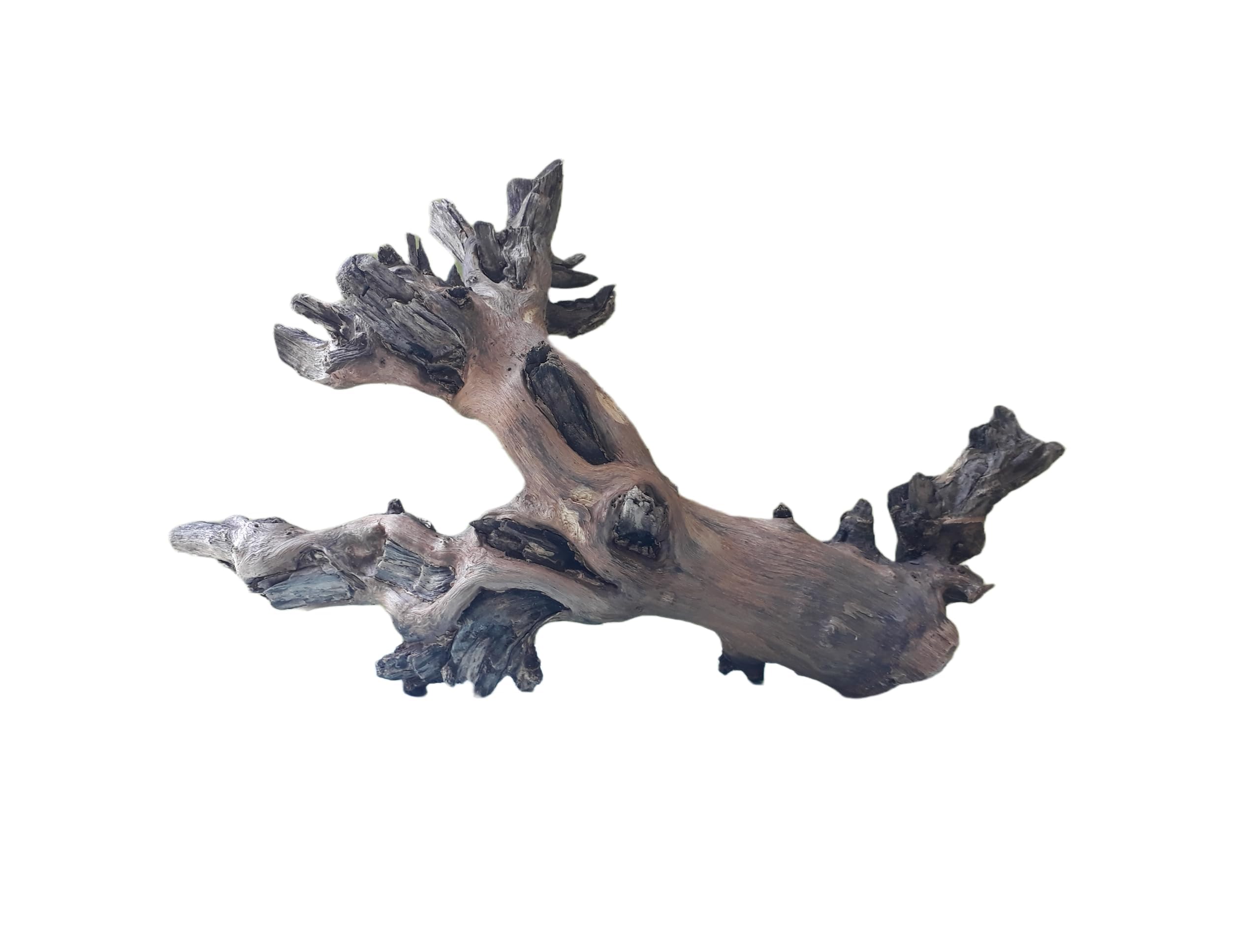 Driftwood For Aquarium Original Teak Wood 30 CM Long Dragon wings (Similar shape)