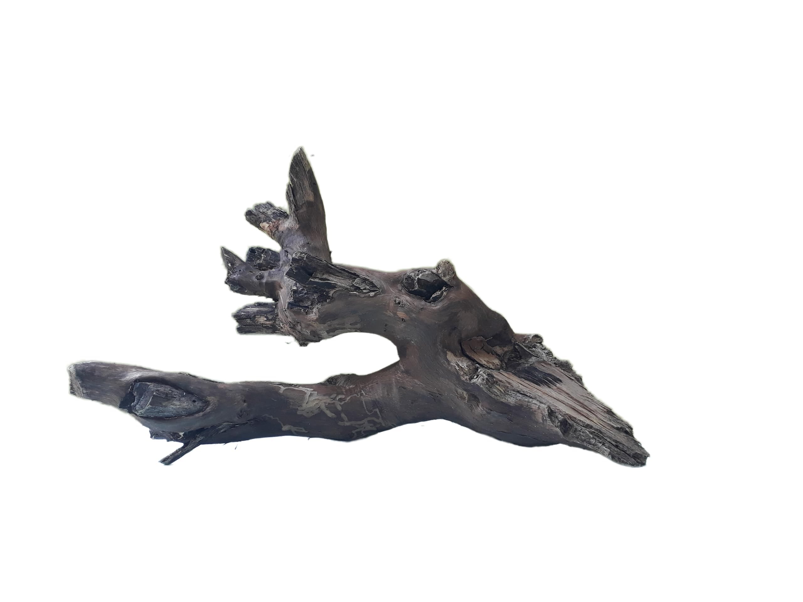 Driftwood For Aquarium Original Teak wood 30 Cm Long Solid wood Suitable for Medium size tank