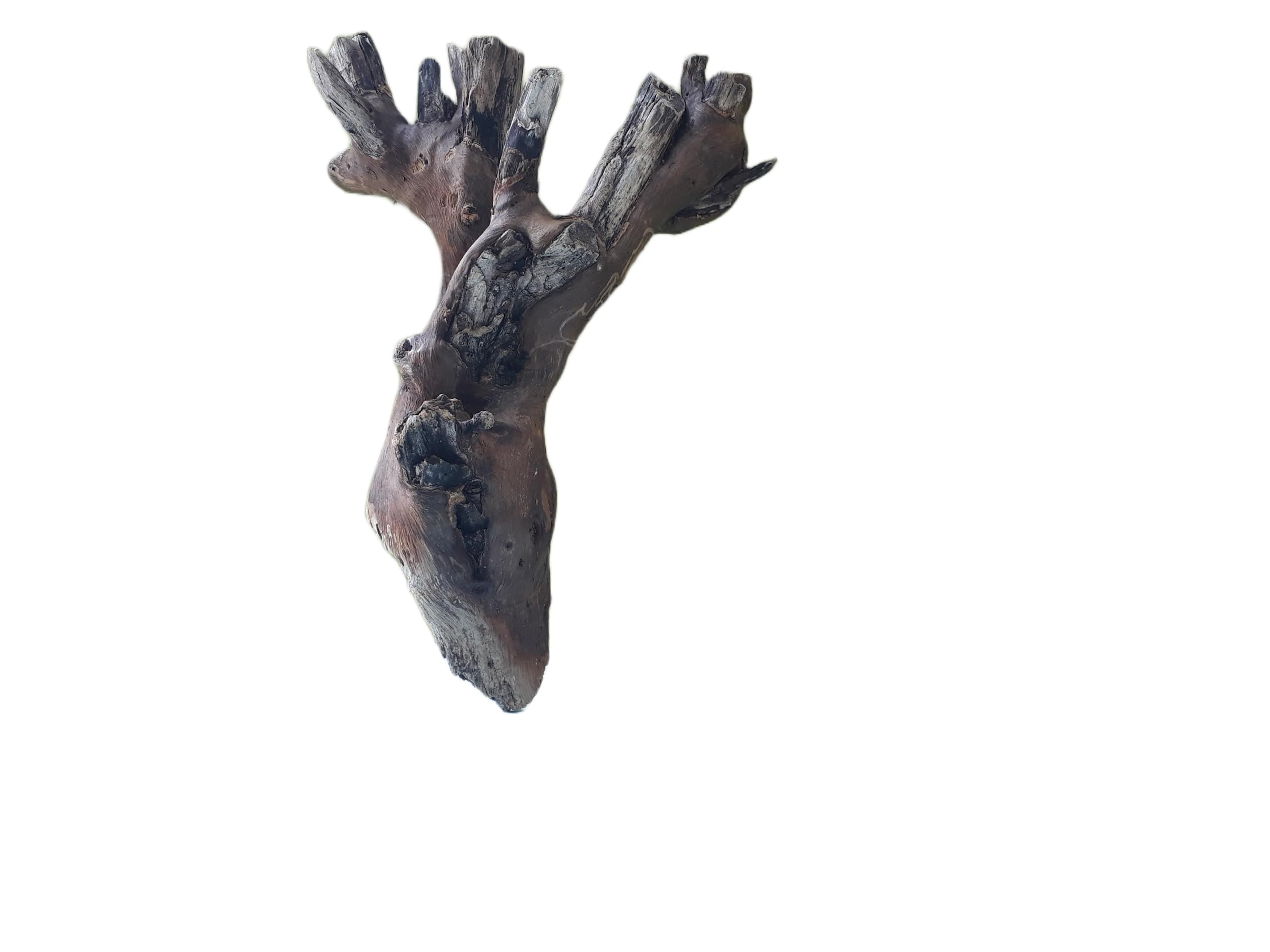 Driftwood For Aquarium Original Teak wood 30 Cm Long Solid wood Suitable for Medium size tank