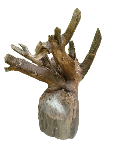 Teak Driftwood Branch Piece 35 Cm Height 