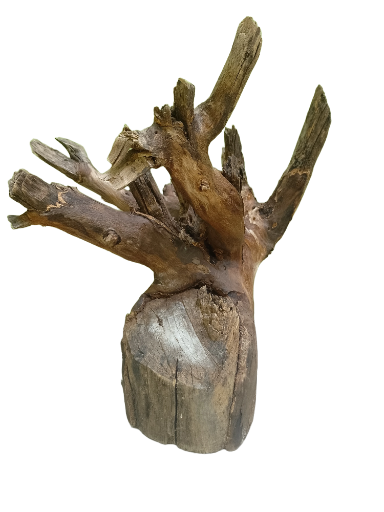 Teak Driftwood Branch Piece 35 Cm Height 