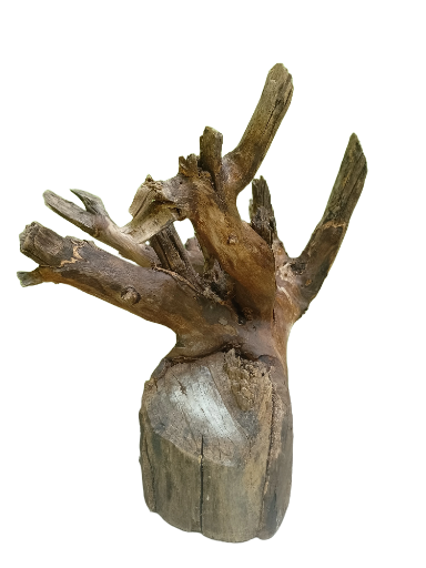 Teak Driftwood Branch Piece 35 Cm Height 