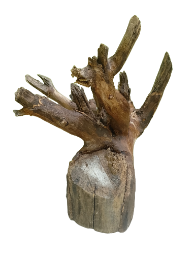 Teak Driftwood Branch Piece 35 Cm Height 