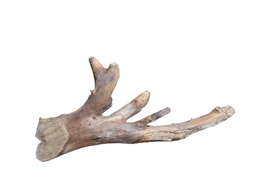 Distinctive Driftwood Piece