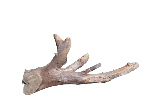 Distinctive Driftwood Piece