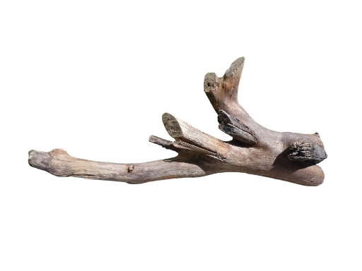 Distinctive Driftwood Piece