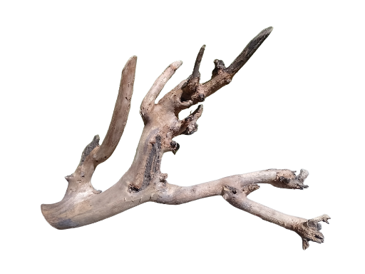 Natural Teak Driftwood Branch piece 45 CM Long 