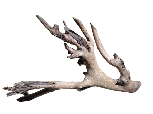 Natural Teak Driftwood Branch piece 45 CM Long 