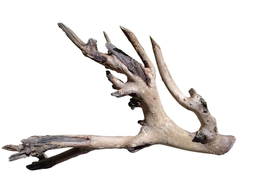 Natural Teak Driftwood Branch piece 45 CM Long 
