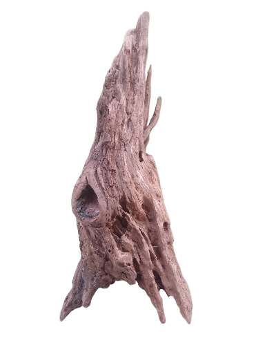 Natural Driftwood Decoration 45 Cm long 